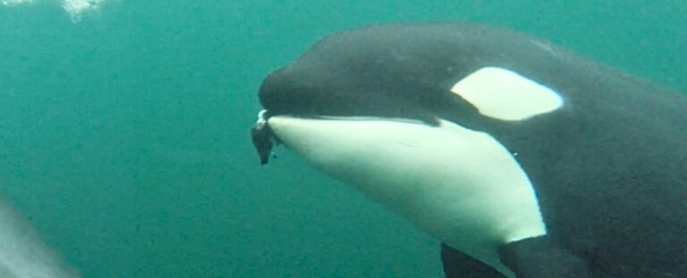 orcas-display-altruism-sharing-food-with-humans-captured-on-film