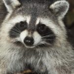 paramedics-rescue-raccoon-trapped-in-soup-can-in-arkansas