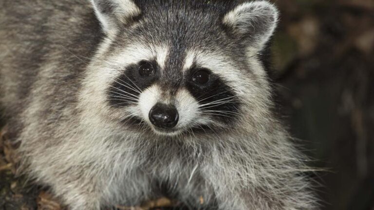 paramedics-rescue-raccoon-trapped-in-soup-can-in-arkansas