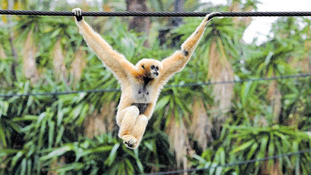 perth-zoo-s-jermei-soars-after-tragic-loss-first-appearance-in-weeks