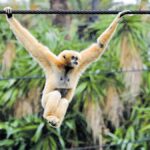perth-zoo-s-jermei-soars-after-tragic-loss-first-appearance-in-weeks