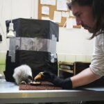 prague-zookeepers-use-puppetry-to-care-for-baby-vulture