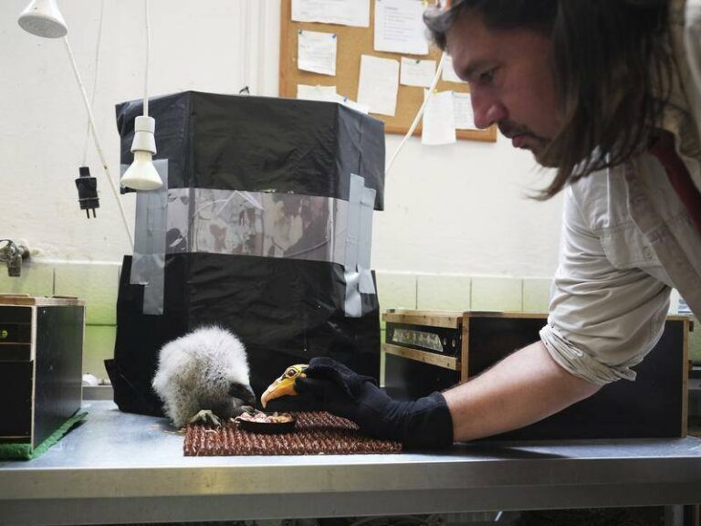 prague-zookeepers-use-puppetry-to-care-for-baby-vulture