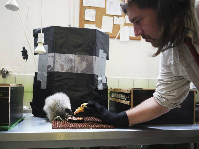 prague-zookeepers-use-puppetry-to-care-for-baby-vulture