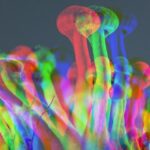 psilocybin-linked-to-increased-longevity-in-groundbreaking-study