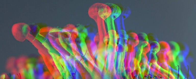 psilocybin-linked-to-increased-longevity-in-groundbreaking-study
