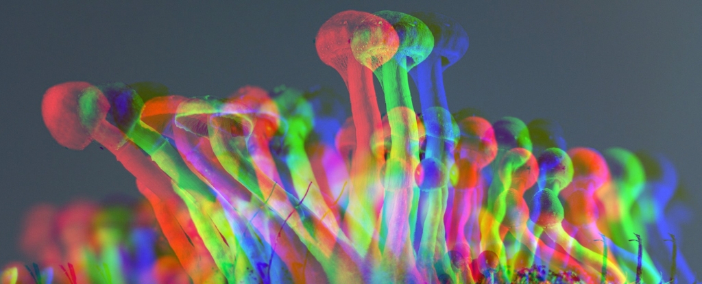 psilocybin-linked-to-increased-longevity-in-groundbreaking-study