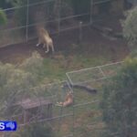 queensland-zoo-attack-woman-severely-injured-by-big-cat