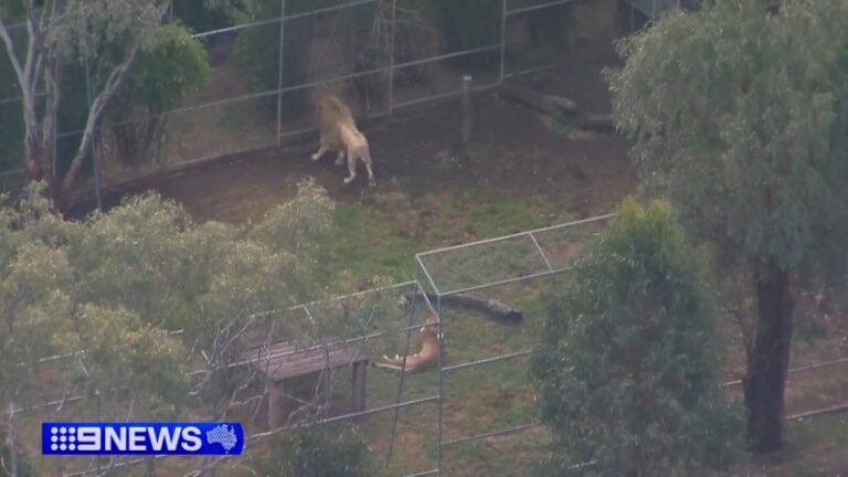 queensland-zoo-attack-woman-severely-injured-by-big-cat