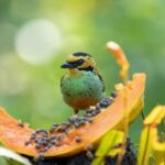 researchers-uncover-how-birds-use-black-and-white-feathers-to-enhance-color