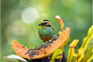 researchers-uncover-how-birds-use-black-and-white-feathers-to-enhance-color