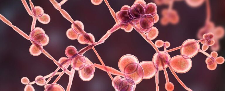 researchers-uncover-how-blood-protein-fuels-yeast-infections