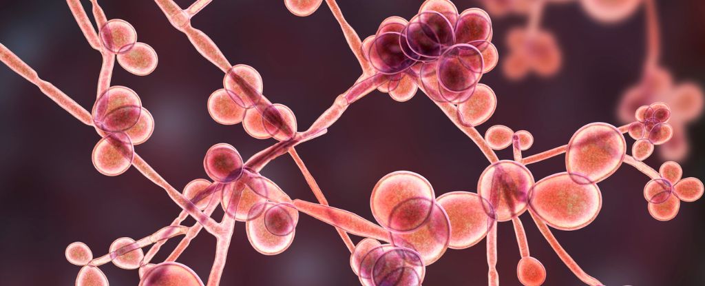 researchers-uncover-how-blood-protein-fuels-yeast-infections