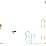 researchers-uncover-rna-switches-that-regulate-gene-activity