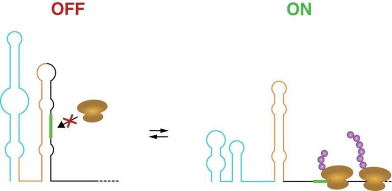 researchers-uncover-rna-switches-that-regulate-gene-activity