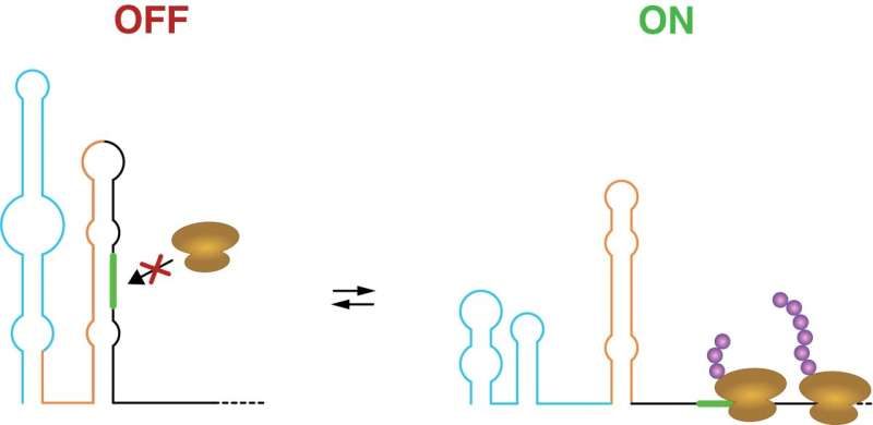 researchers-uncover-rna-switches-that-regulate-gene-activity