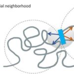 researchers-unravel-how-3d-genome-structure-affects-gene-activity