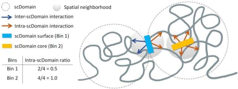 researchers-unravel-how-3d-genome-structure-affects-gene-activity