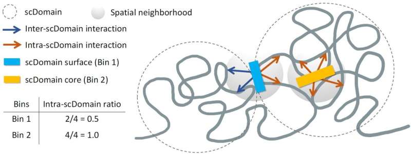 researchers-unravel-how-3d-genome-structure-affects-gene-activity