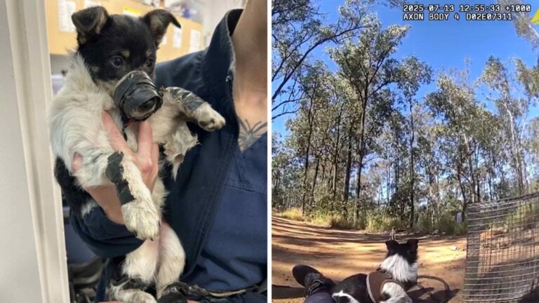 rspca-launches-investigation-after-disturbing-puppy-discovery