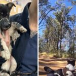 rspca-launches-investigation-after-puppies-found-abandoned
