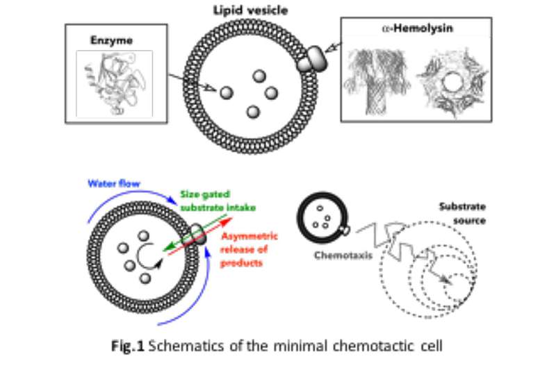 scientists-develop-groundbreaking-artificial-cell-for-chemical-navigation