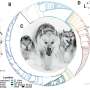 sled-dog-genetics-reveal-human-migration-paths-in-greenland