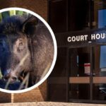 south-west-residents-convicted-of-animal-cruelty-in-landmark-case