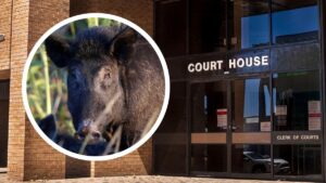 south-west-residents-convicted-of-animal-cruelty-in-landmark-case
