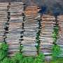 study-reveals-deforestation-rates-in-afro-descendant-lands-lower