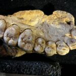 study-reveals-micro-ct-scanning-may-harm-fossil-preservation