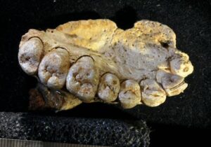 study-reveals-micro-ct-scanning-may-harm-fossil-preservation