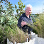 sunbury-gears-up-for-urgent-tree-planting-event-on-july-27