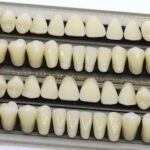 teeth-reveal-climate-and-diet-histories-through-advanced-science