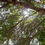trump-administration-cuts-environmental-grants-local-programs-struggle