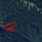 urgent-6-5-hectare-ancient-forest-in-nsw-set-for-protection