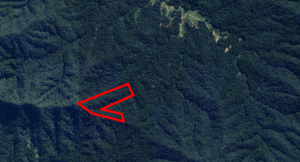 urgent-6-5-hectare-ancient-forest-in-nsw-set-for-protection