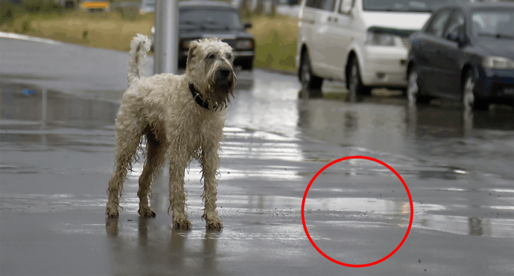 urgent-alert-four-dogs-die-from-leptospirosis-in-nsw-australia