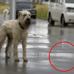 urgent-alert-four-dogs-die-from-leptospirosis-in-nsw-australia
