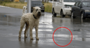 urgent-alert-four-dogs-die-from-leptospirosis-in-nsw-australia