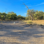 urgent-research-reveals-wetland-restoration-slashes-emissions