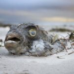 urgent-senate-inquiry-launched-amid-algal-bloom-crisis-in-australia