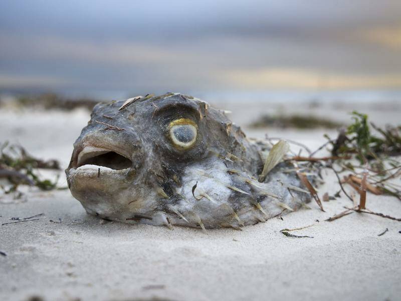urgent-senate-inquiry-launched-amid-algal-bloom-crisis-in-australia
