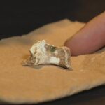 urgent-update-bone-fragment-discovered-in-adelaide-oval-case