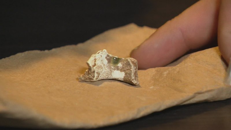 urgent-update-bone-fragment-discovered-in-adelaide-oval-case