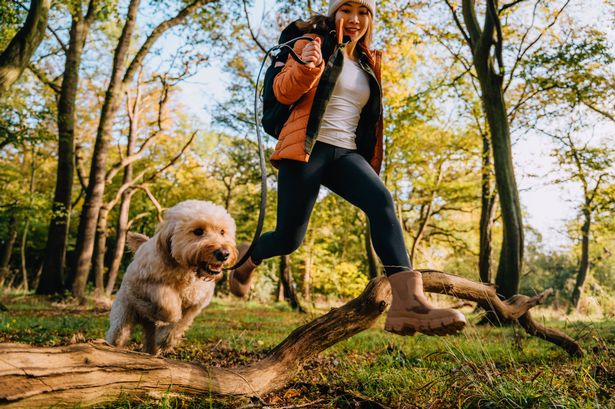 veterinary-expert-warns-of-heatstroke-risks-for-pets-this-summer