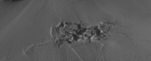 water-surge-uncovers-hidden-forces-beneath-greenland-s-ice-sheet