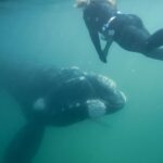 woman-s-heart-races-in-stunning-whale-encounter-off-australia