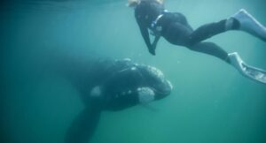 woman-s-heart-races-in-stunning-whale-encounter-off-australia