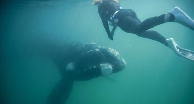 woman-s-heart-races-in-stunning-whale-encounter-off-australia